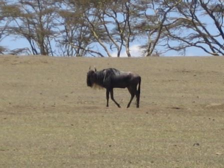 Gnu in Crescent Island