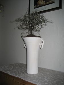 Corokia cotoneaster