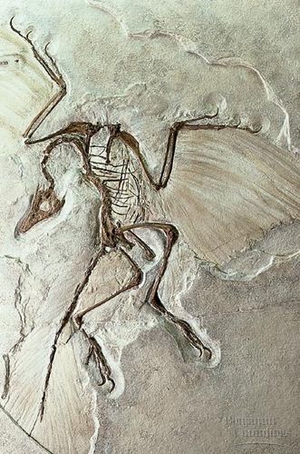 archaeopteryxfossil11.jpg