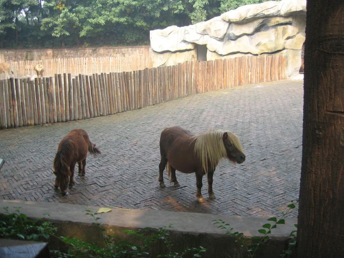 Ponyhestar