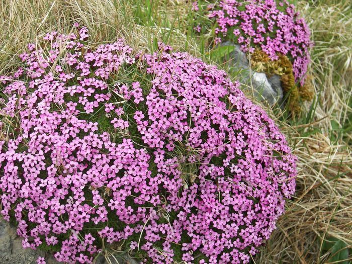 Lambagras (Silene acaulis)