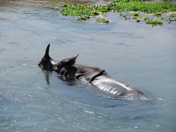 Chitwan National Park 062