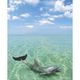 Dolphin Phuket Thailand