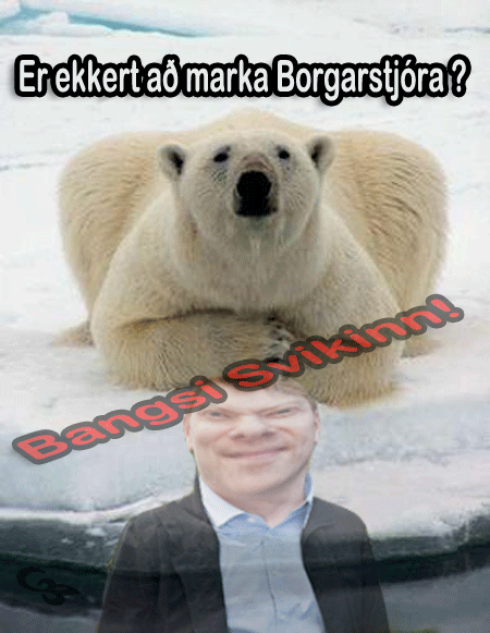 polar bear betrayed by Mr Gnarr the Mayor Of Reykjavik