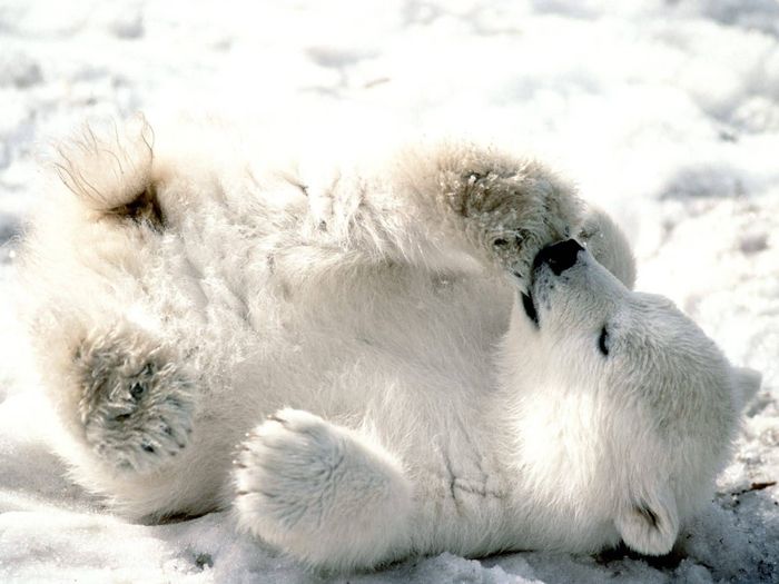 Playful Baby Polar Bear 1600x1200 Bandwidth thief