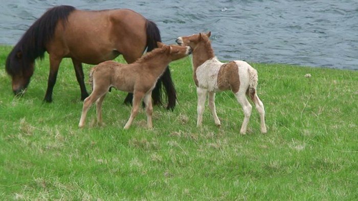 Stakas and Stelpas foals.