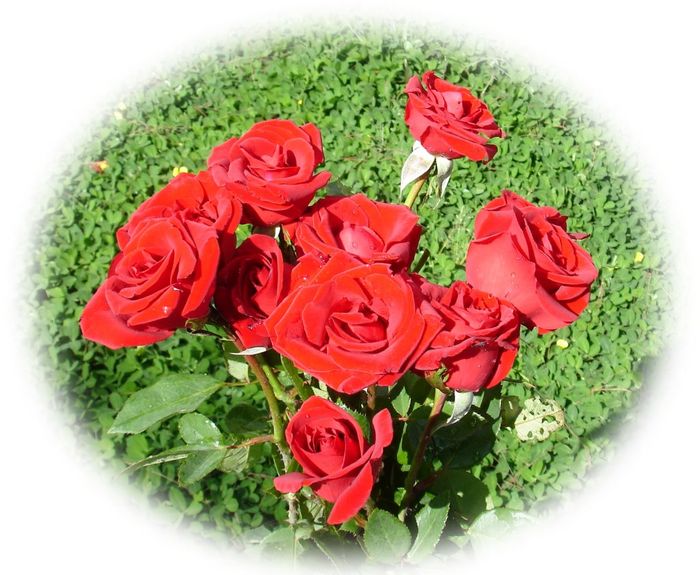 red roses-dsc00823-a1