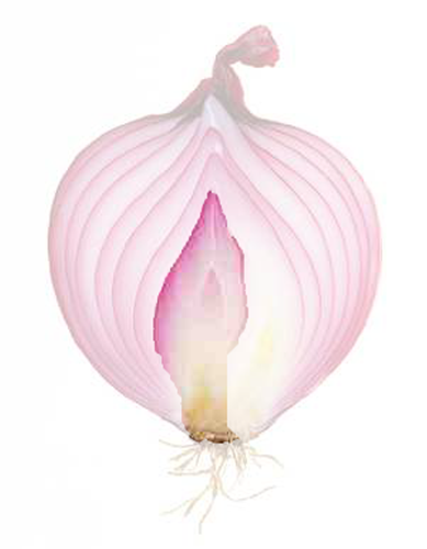 onion core.png