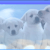 top-dogs2 135106.gif