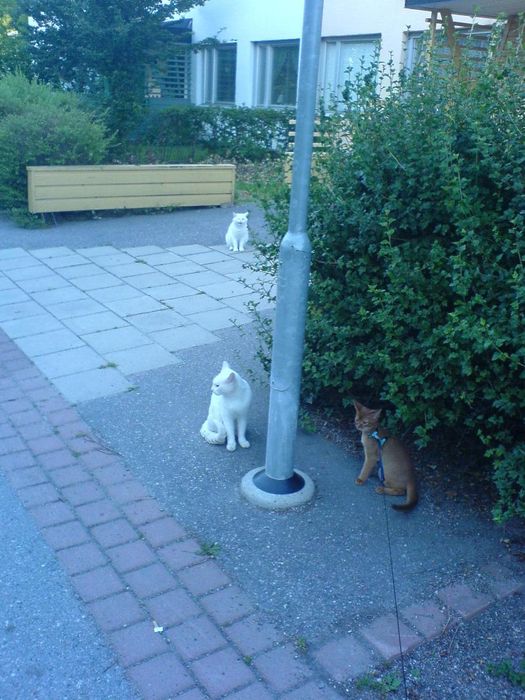 My new pals?