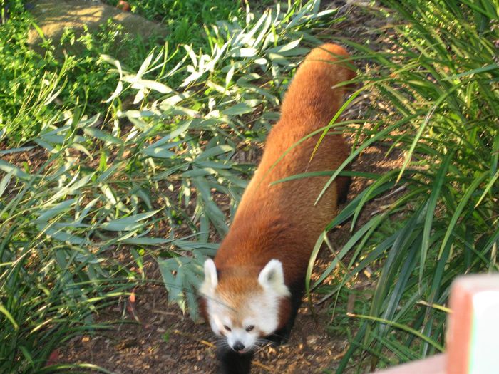Raud panda