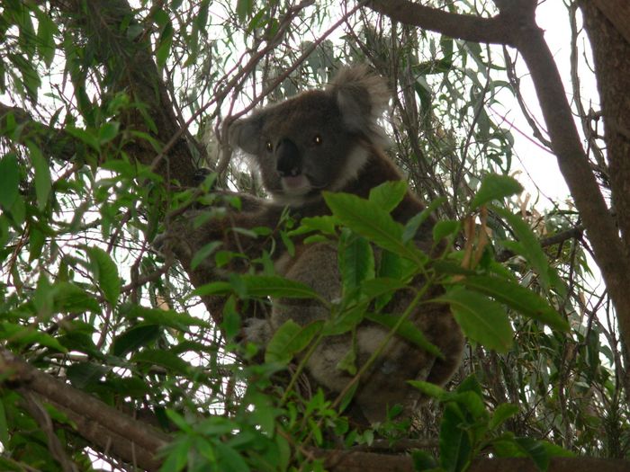 Koala