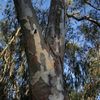 Eucalyptustré