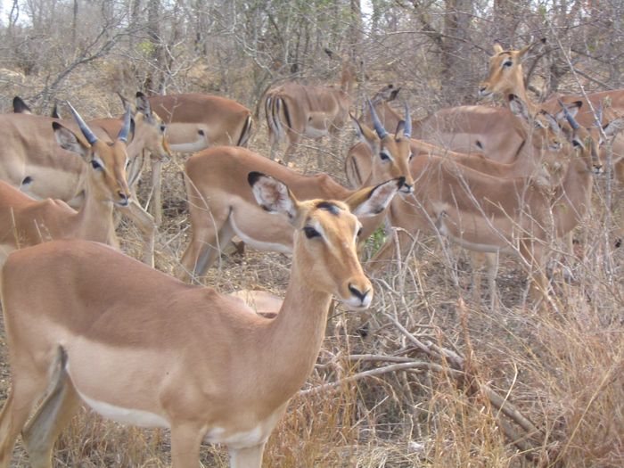 Impala