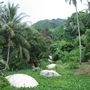 A Tioman eyju