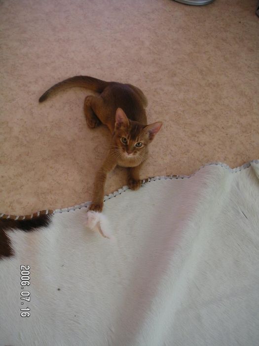 Cat and mouse