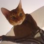 Beautyful Couga on table