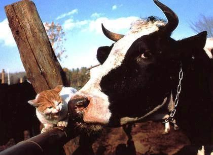 funny-cat-picture-cat-and-cow