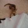 Cat and mouse