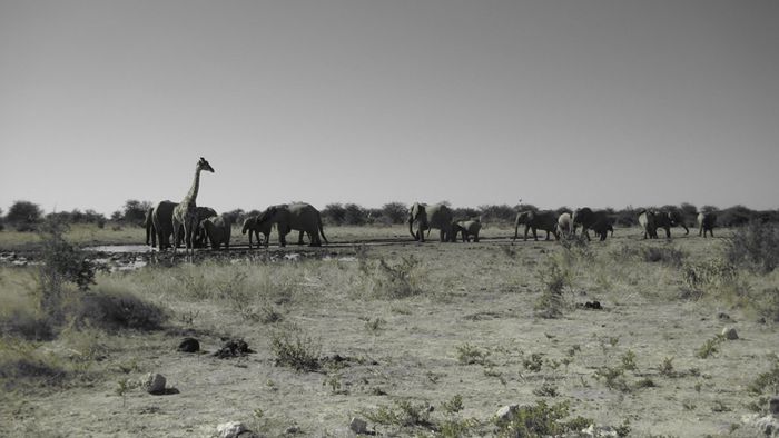 Etosha 3