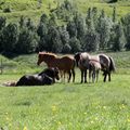Sónata, Guðbjörg, Þraut and foals. 5 july 2016