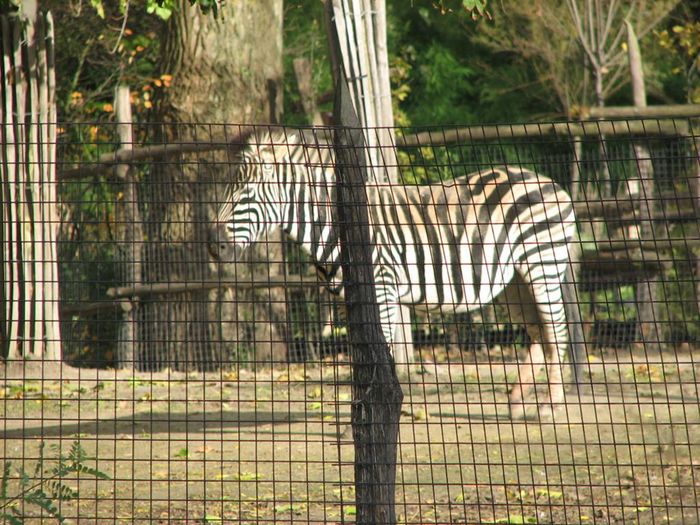 zebra hestur