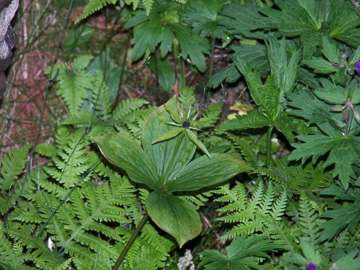 Ferlaufungur (Paris quadrifolia)