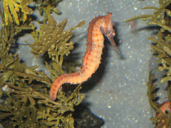 Saehestur i Aquarium