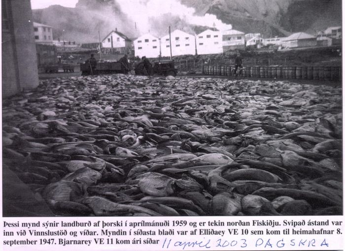 landbur ur af fiski 1959-32.jpg