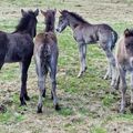 8 júní. Black foals of Fjöður, Vaka, Trú and Elding.