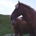 Míla and foal