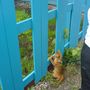 Trying to get bigger cat to play...