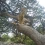 Lolo climbing tree!!