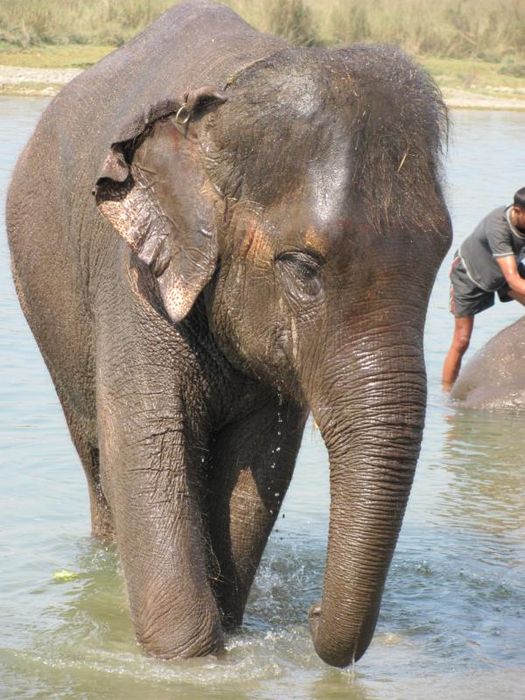 Chitwan National Park 041