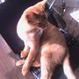 Cougar wants attention!!