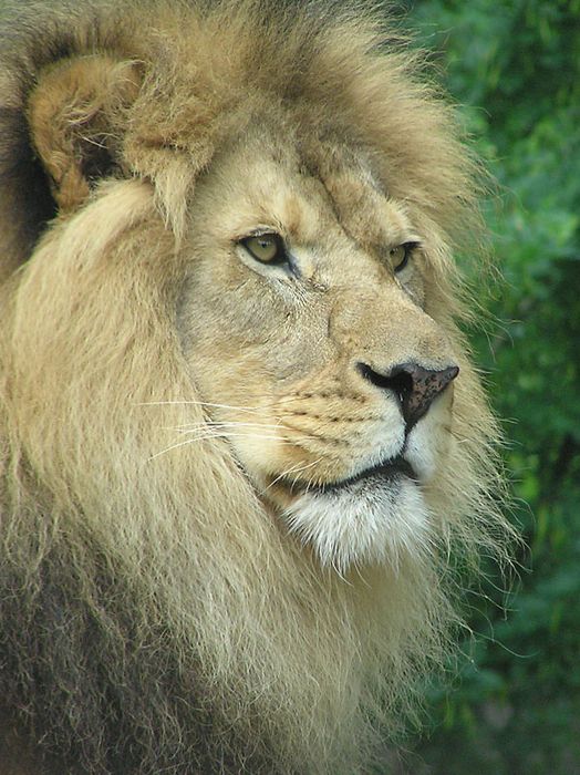 2004 lion