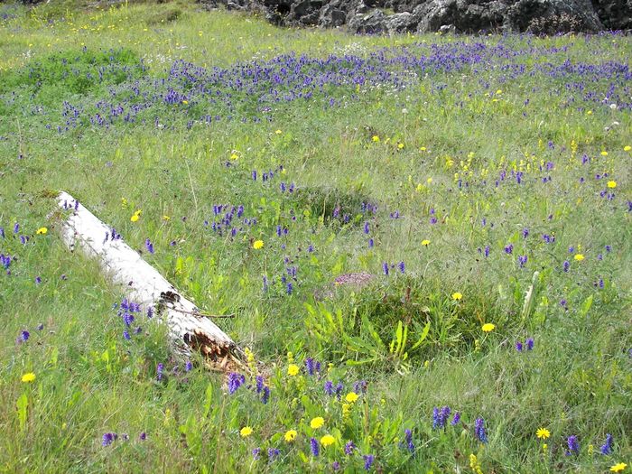 Umfemingur (Vicia cracca