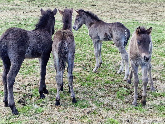 8 jn. Black foals of Fjur, Vaka, Tr and Elding.