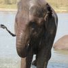 Chitwan National Park 038