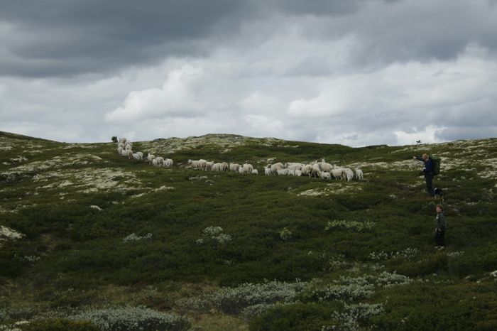  fjall