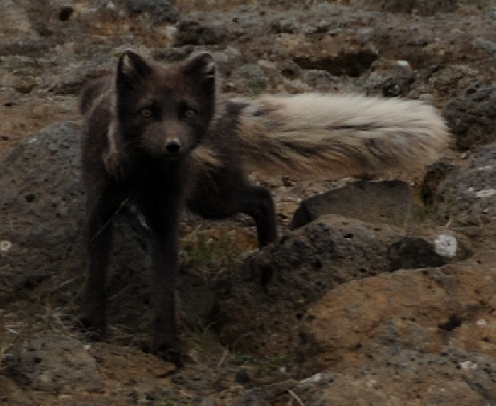 Refur fox close Iceland IP2013