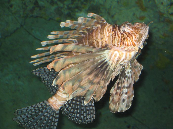 Ljonsfiskur (lionfish)