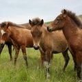 foals of Tinna, Stelpa and Leista