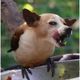 this dog thinks it is a bird lets see the idiot fly