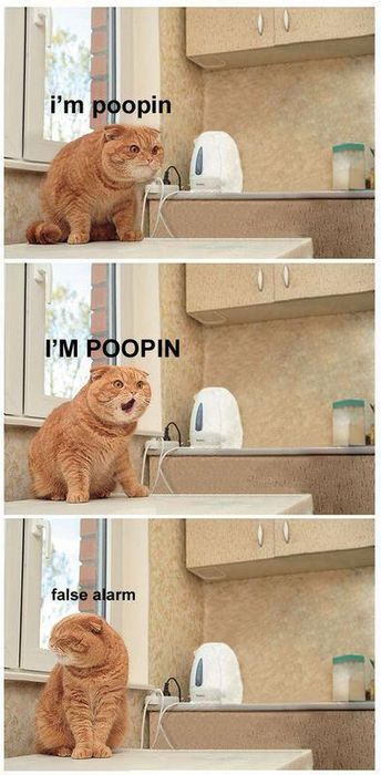 1237-pooping-cat
