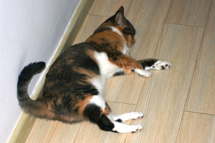 Kattarskarni  heimilinu