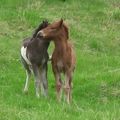 Leista´s and Tinna´s foals