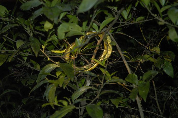 Yellow belly whipsnake