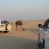IMG 4986