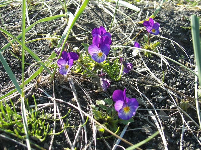 renningafjla (Viola tricolor)